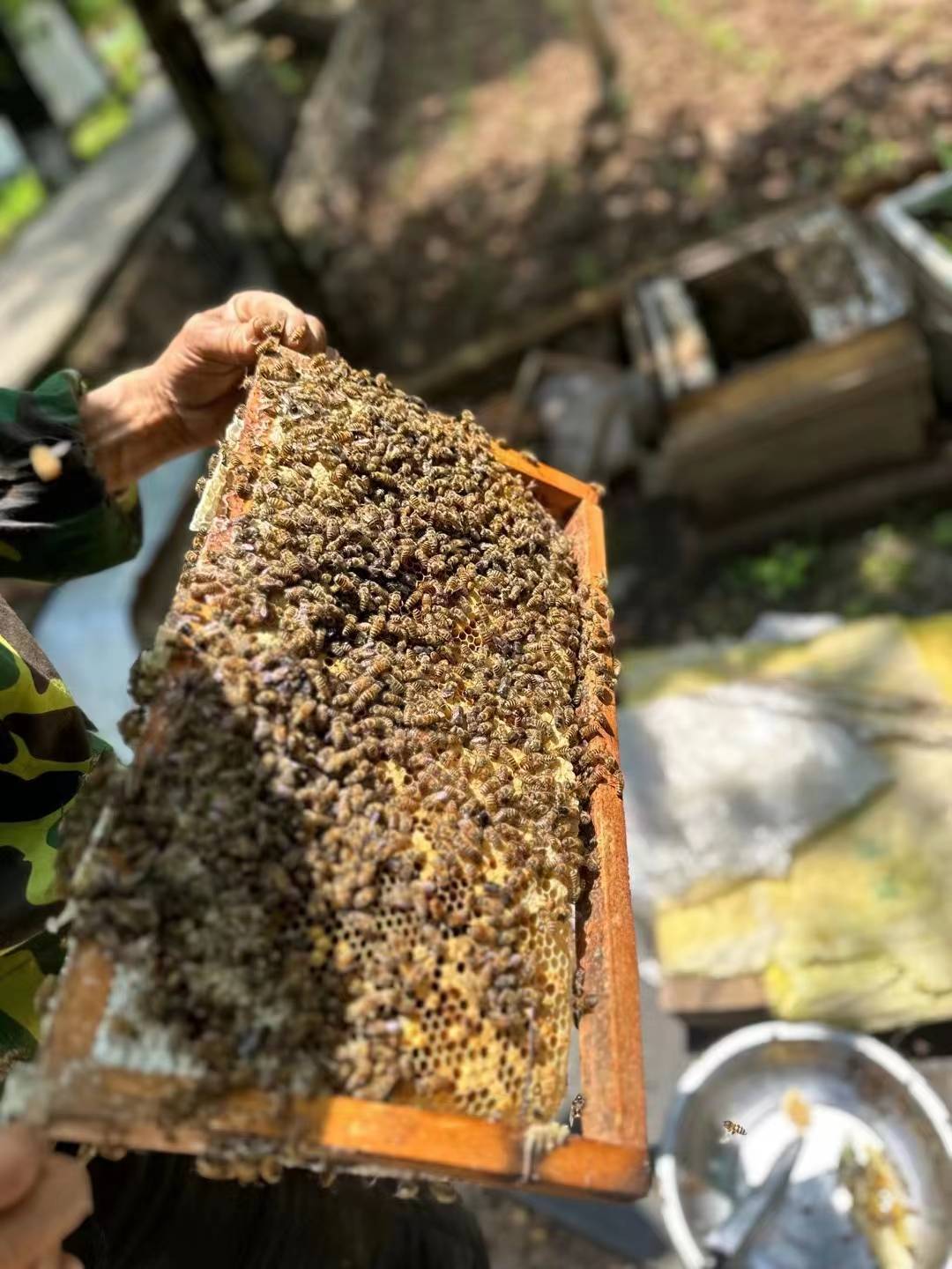 南方蜂蜜和北方蜂蜜哪个好?南方蜂蜜和北方蜂蜜哪个好?