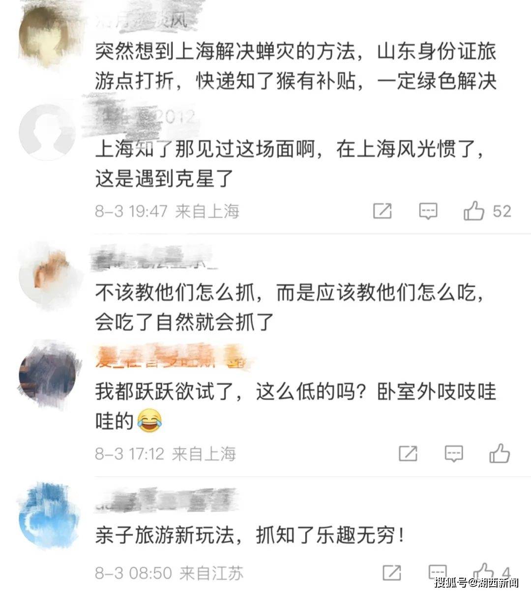 山东父子在上海抓知了降维打击，“孩子一分钟徒手抓了十几只”