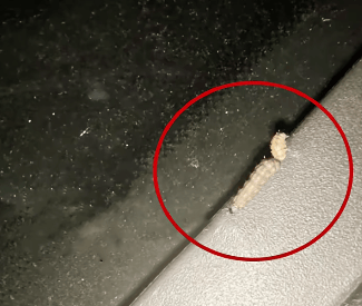 汽车被虫子啃得都是窟窿,“一边咬一边往里钻”!很多人中招